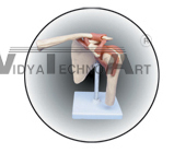 The model of shoulder joint